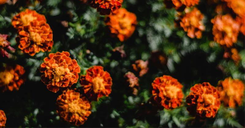 Pexels/Eva Bronzini